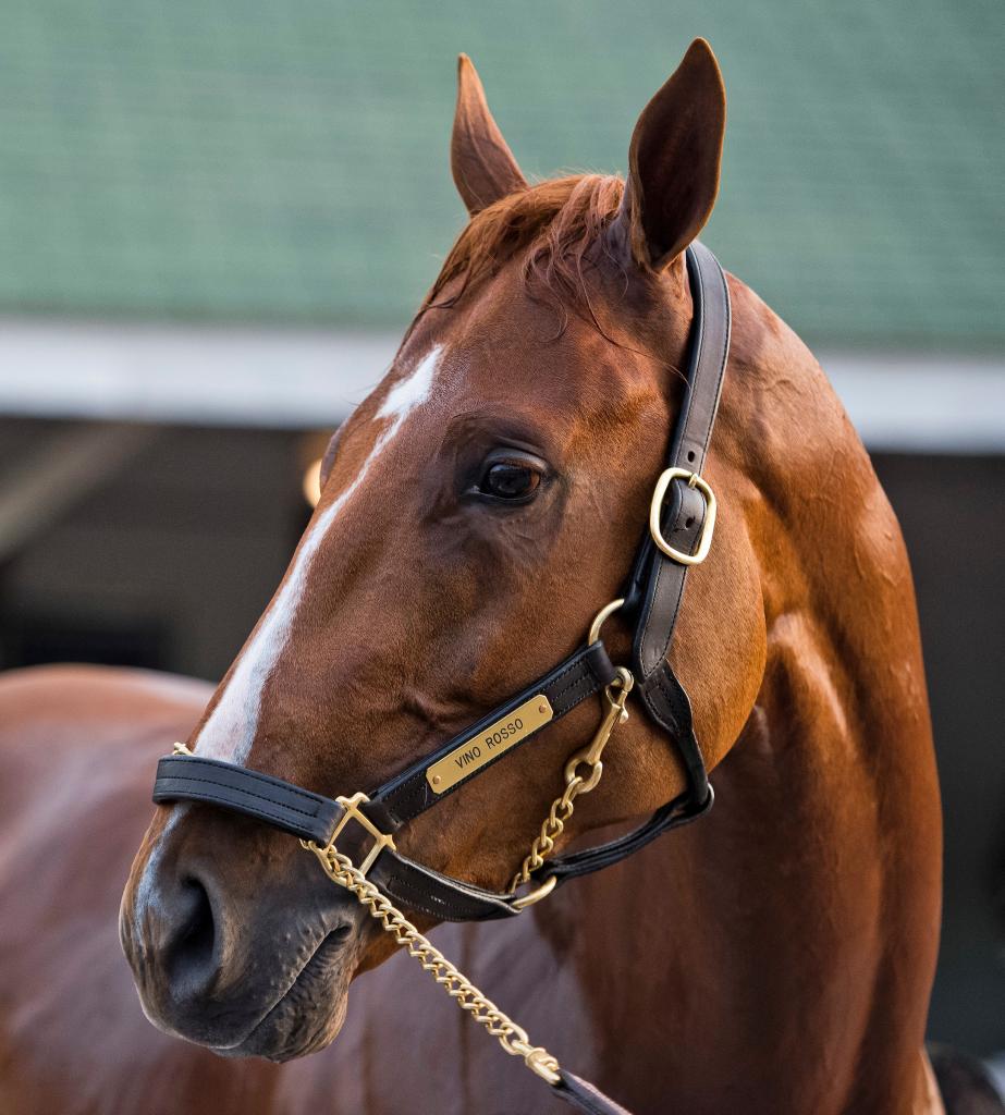 SLIDESHOW Meet The 2019 Breeders Cup Classic Contenders America s 